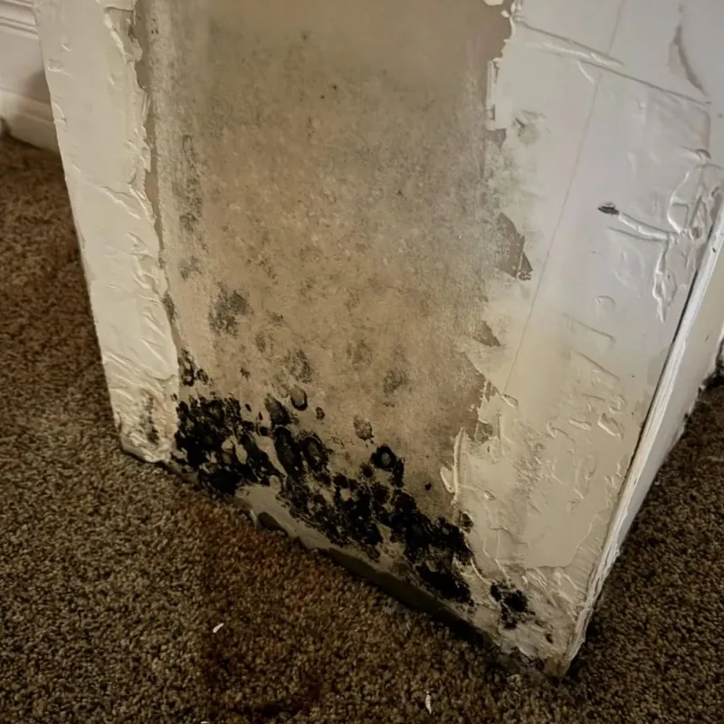 Professional Mold Removal in Forrest County, MS